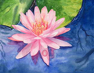 Water Lily